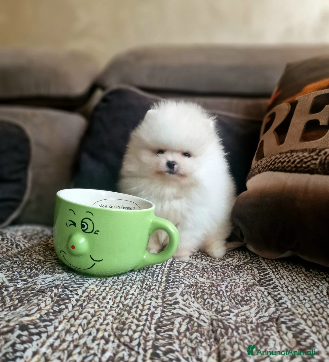 Spitz cani in vendita: Spitz tedesco NANO  (POMERANIA) - Annuncio 1