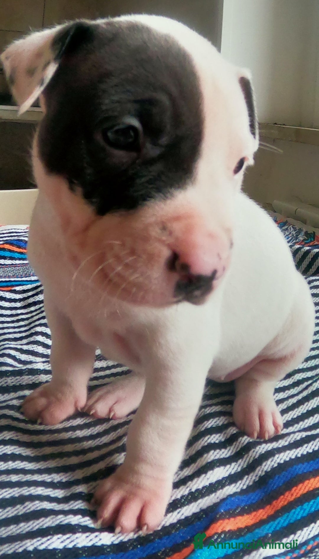 Pitbull cani in vendita: cuccioli in vendita - Annuncio 9