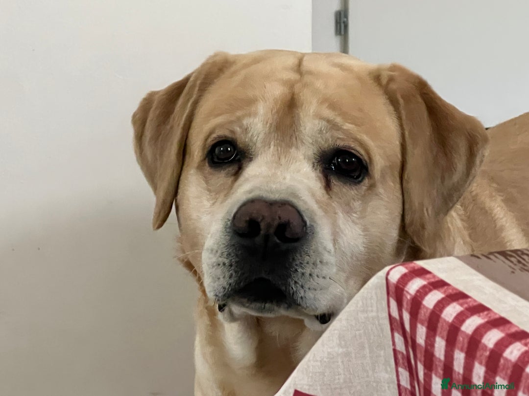 Labrador cani per accoppiamento: Labrador Retriever per monta  - Annuncio 2