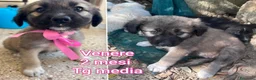 Meticcio cani in regalo: TROPPI CUCCIOLI SOLI IN RIFUGIO  a Provincia di Verona - Annuncio 5