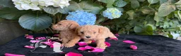 Barboncino Toy cani in vendita: Cuccioli Barboncino Toy – Genitori Testati  - Annuncio 1