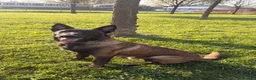 Pastore Belga cani in vendita: Vendo Pastore Belga a Città metropolitana di Palermo - Annuncio 5