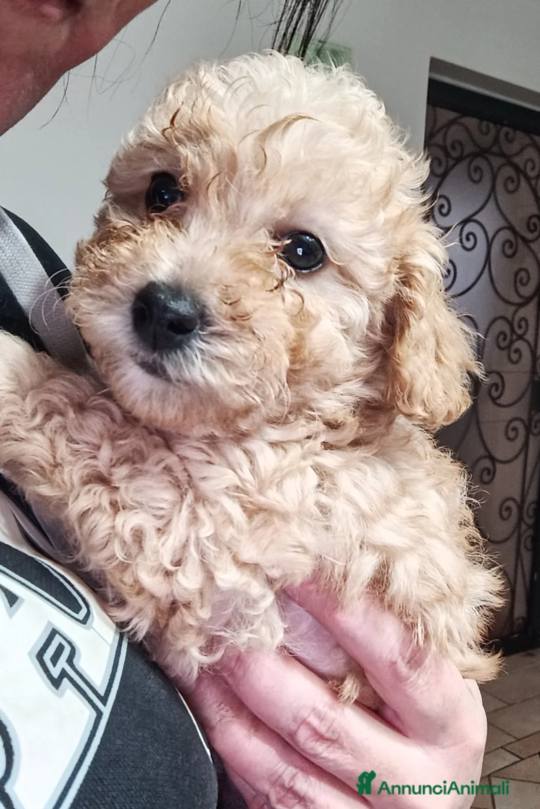Barboncino cani in vendita: Ultima barboncina nana a Provincia di Ascoli Piceno - Annuncio 2