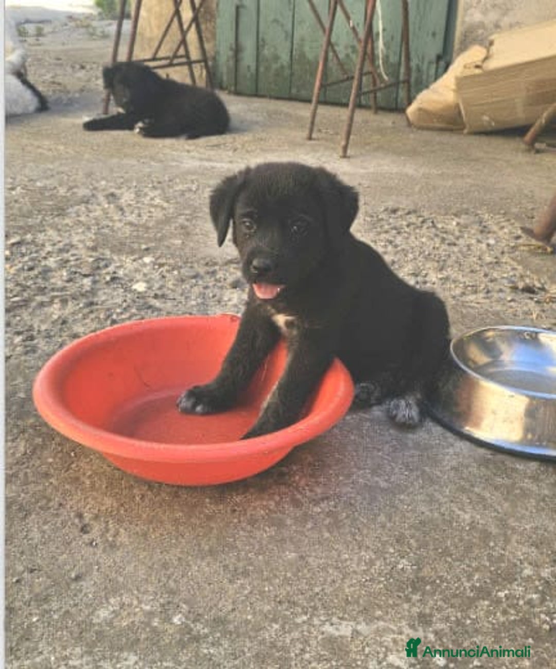 Altre razze cani in regalo: michelle e stellina a Provincia di Bergamo - Immagine 10