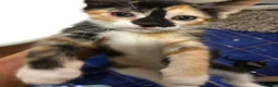 Meticcio gatti in regalo: Cerco famiglia per Gattini  a Provincia di Catanzaro - Annuncio 3