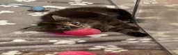 Maine Coon gatti in vendita: Tre cucciole di Maine Coon a Città Metropolitana di Torino - Annuncio 2