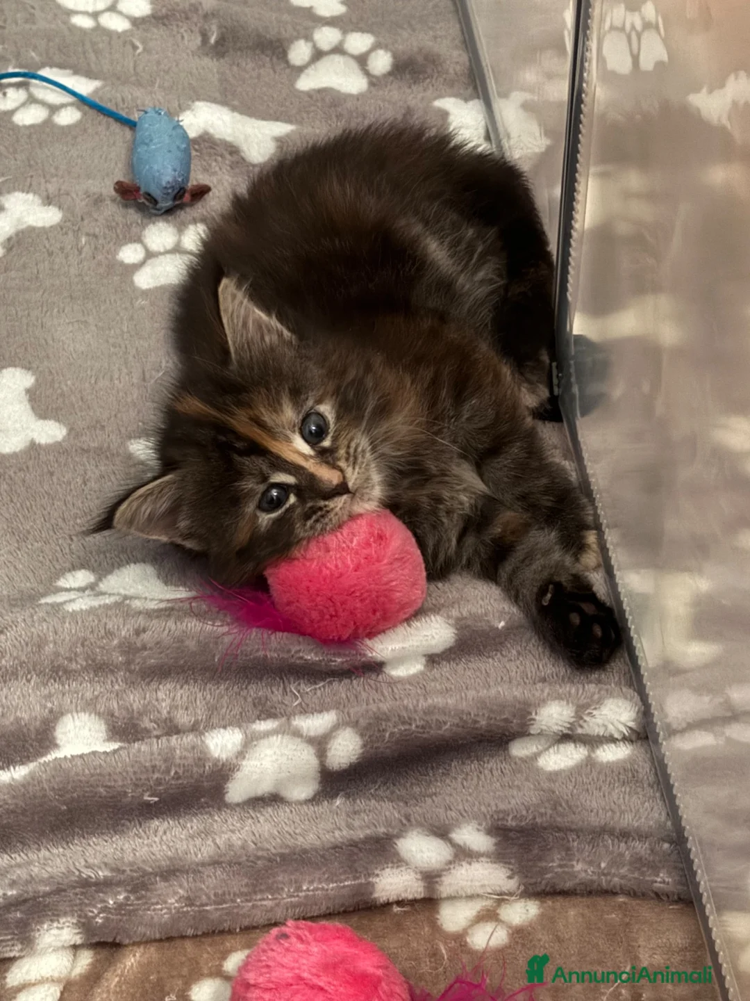 Maine Coon gatti in vendita: Tre cucciole di Maine Coon a Città Metropolitana di Torino - Annuncio 2