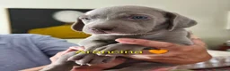 Weimaraner cani in vendita: WEIMARANER splendidi cuccioli  - Annuncio 13