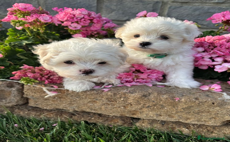 Maltese cani a Provincia di Cremona - Annuncio 4