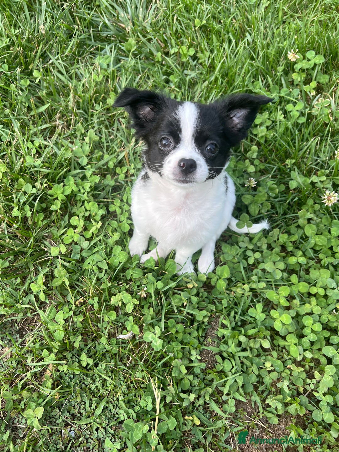 Chihuahua cani in vendita: Femmina pedigree pelo lungo a Provincia di Reggio Emilia - Immagine 6