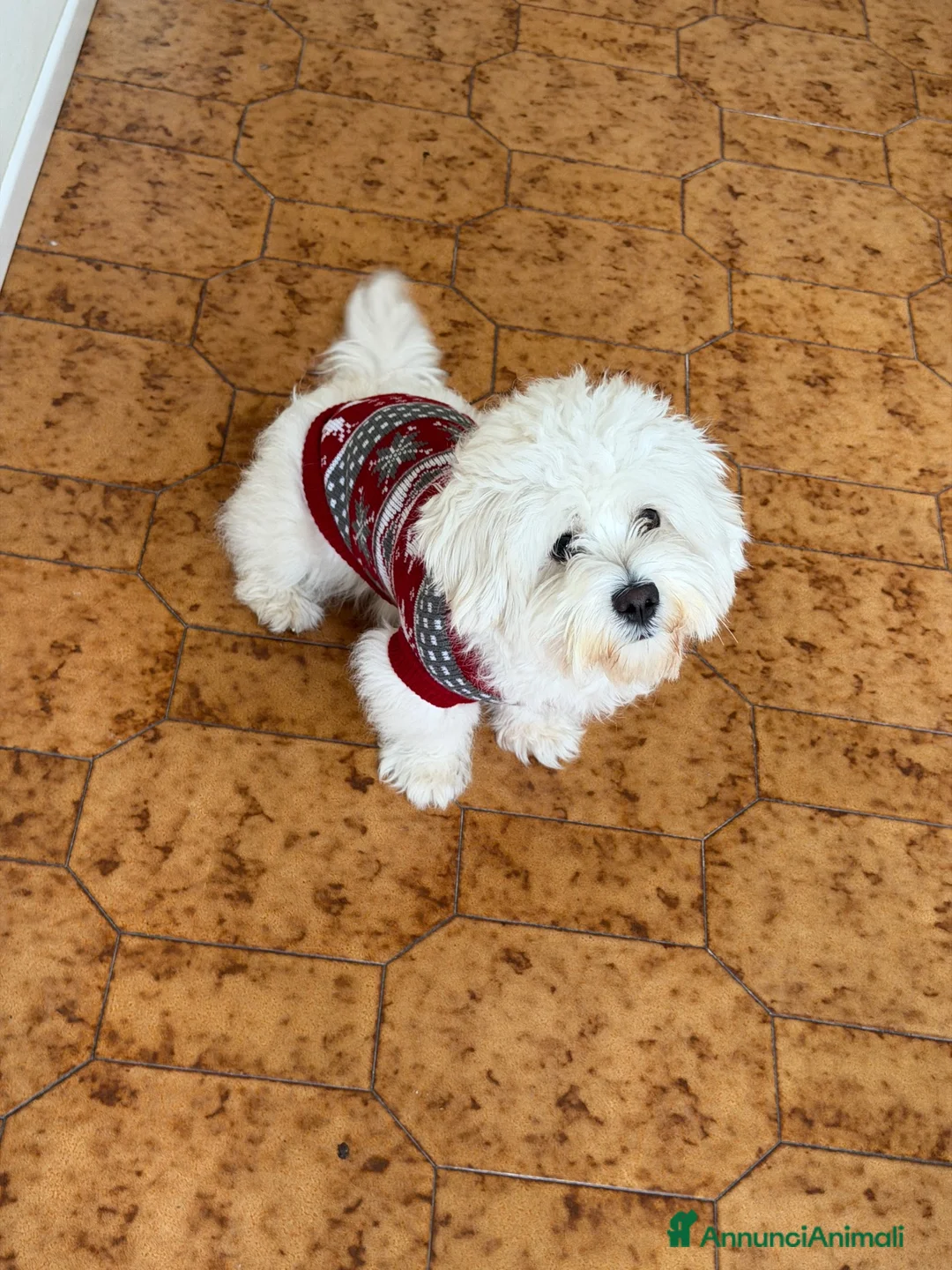 Maltese cani in vendita: Maltese  - Annuncio 2