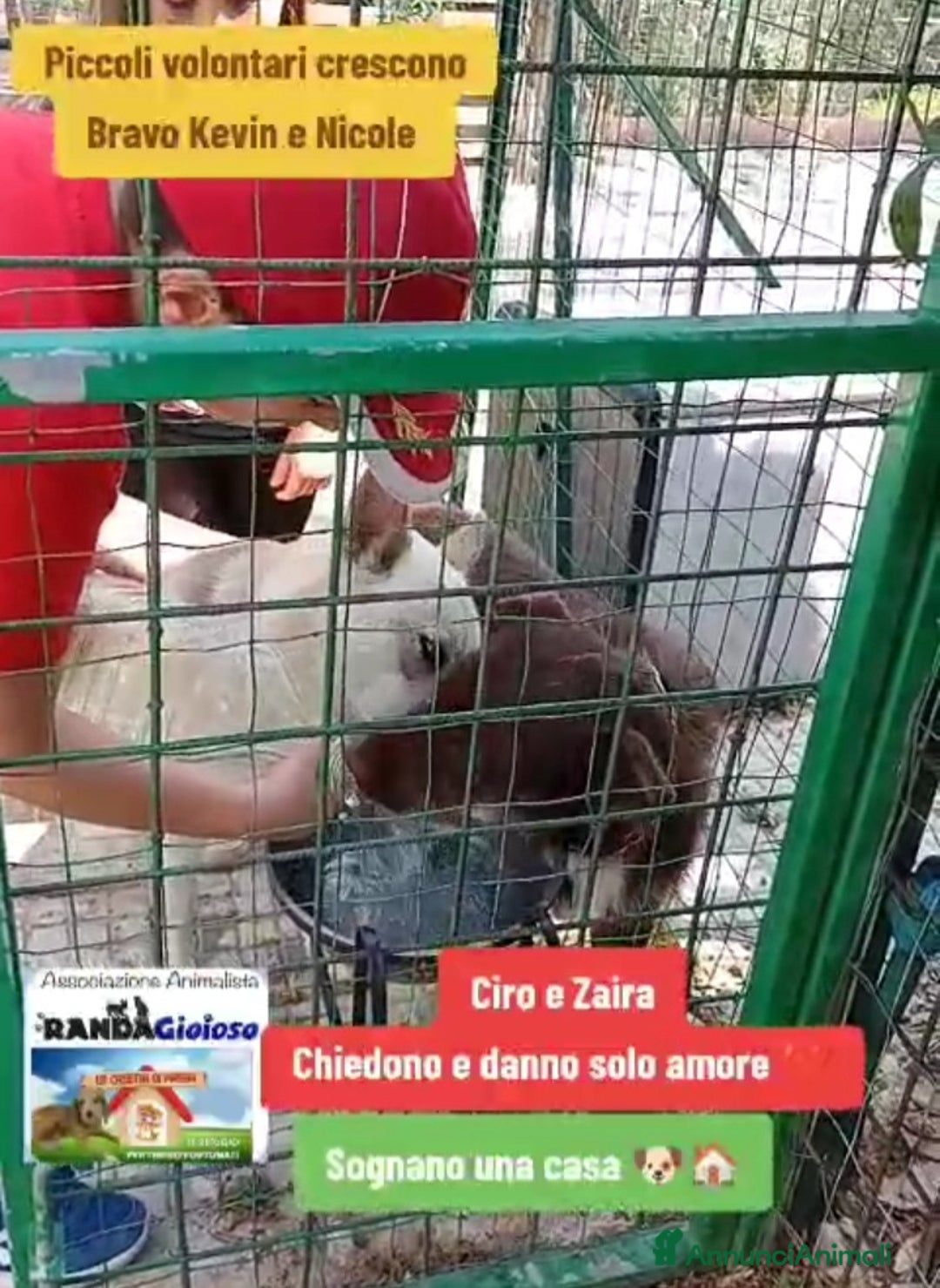 Meticcio cani in regalo: Ciro 2anni marrone fulvo occhi ambra splendido!SUD a Città metropolitana di Milano - Annuncio 11
