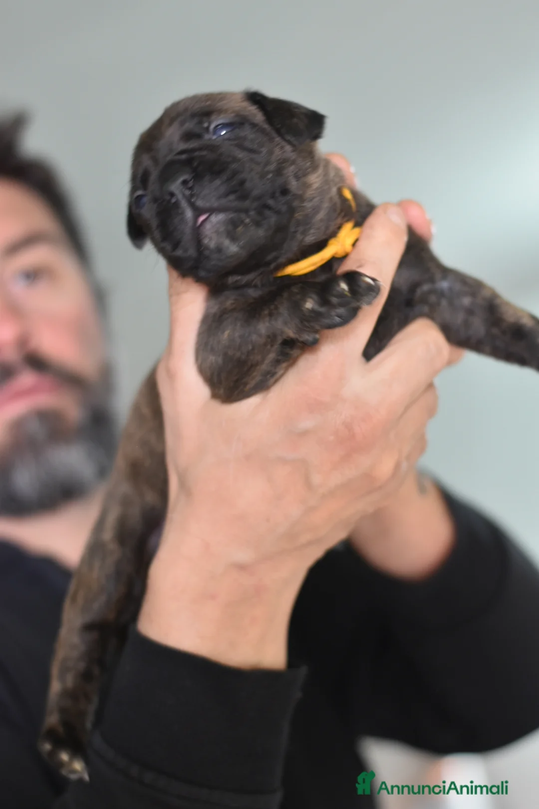 Bullmastiff cani in vendita: BULLMASTIFF CUCCIOLI - Annuncio 2