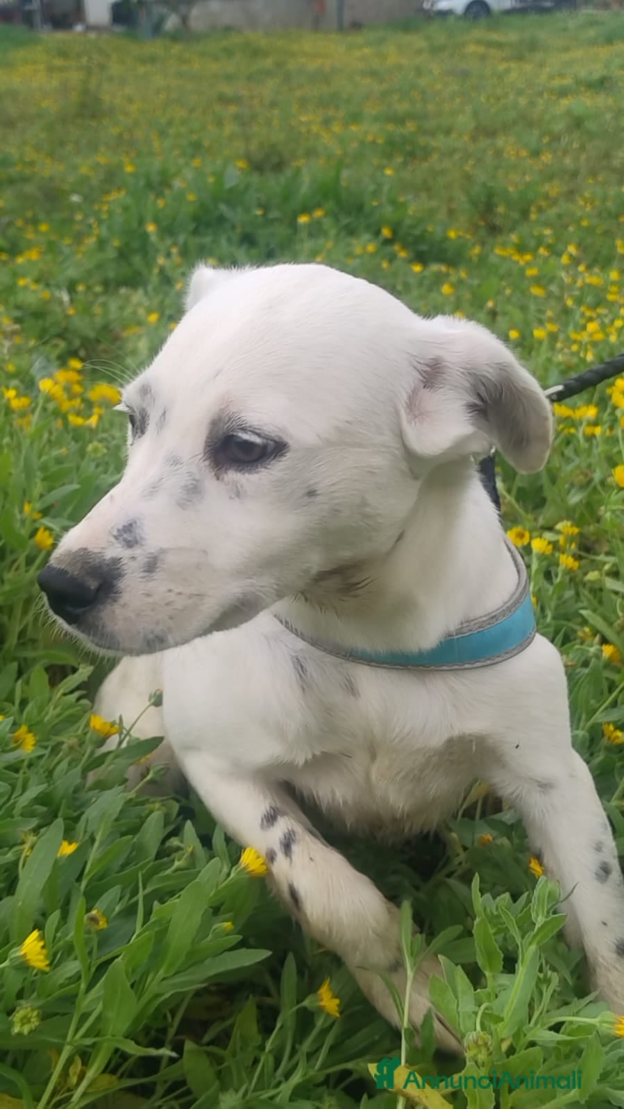 Meticcio cani  Mila - Annuncio 2