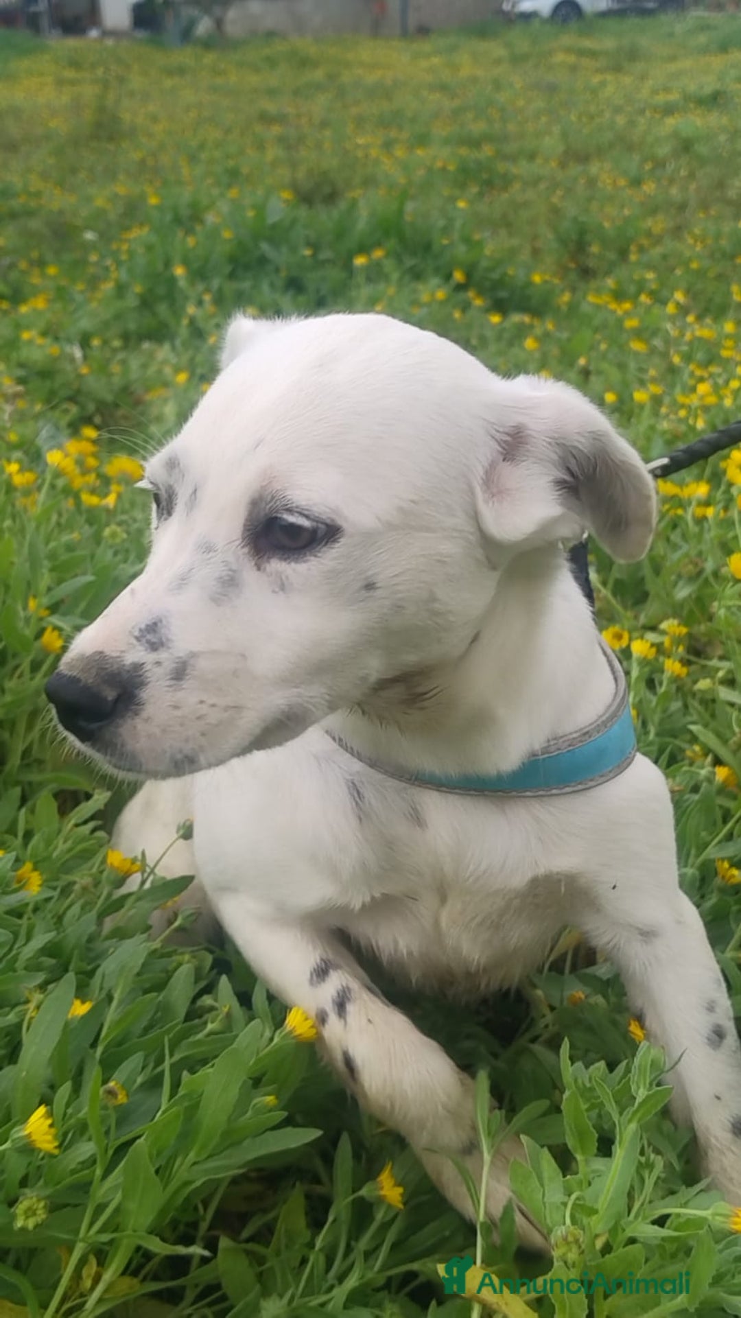 Meticcio cani in regalo:  Mila - Annuncio 2