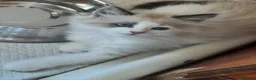 Siberiano gatti in vendita: Cucciolini di gatto siberizno cresciuti in casa - Annuncio 20