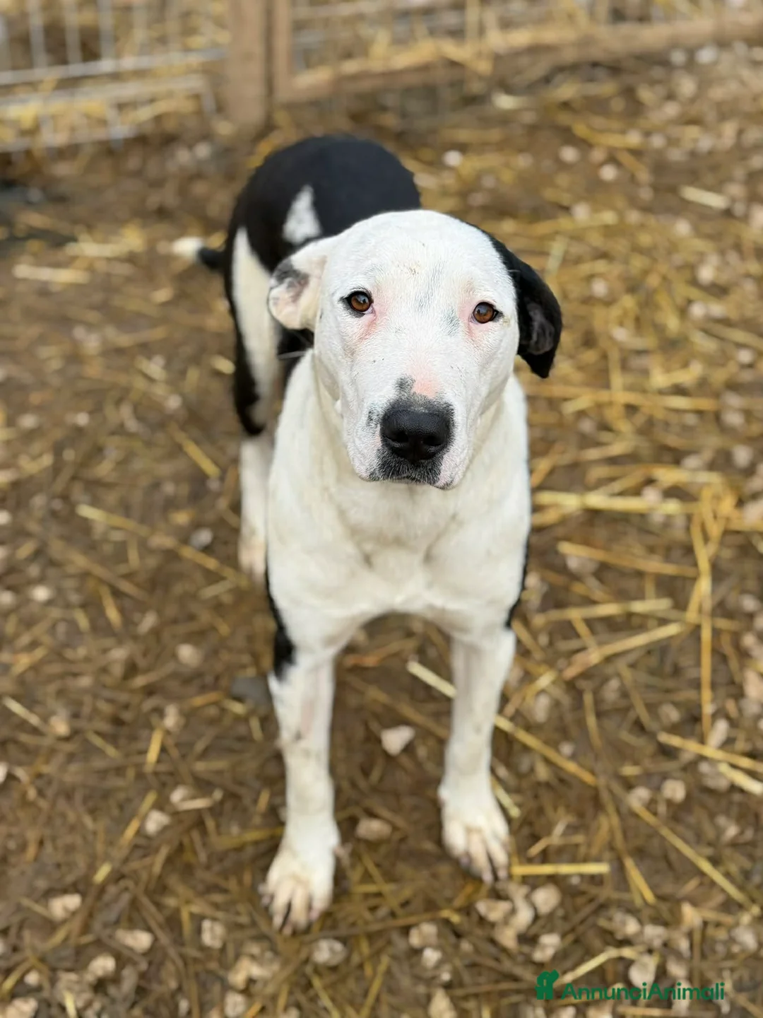 Meticcio cani in regalo: ROXY, mix PITTINA dolce come il miele! - Annuncio 5