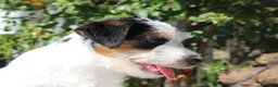 Jack Russell cani in vendita: Maschio tricolore pelo ruvido - Annuncio 4