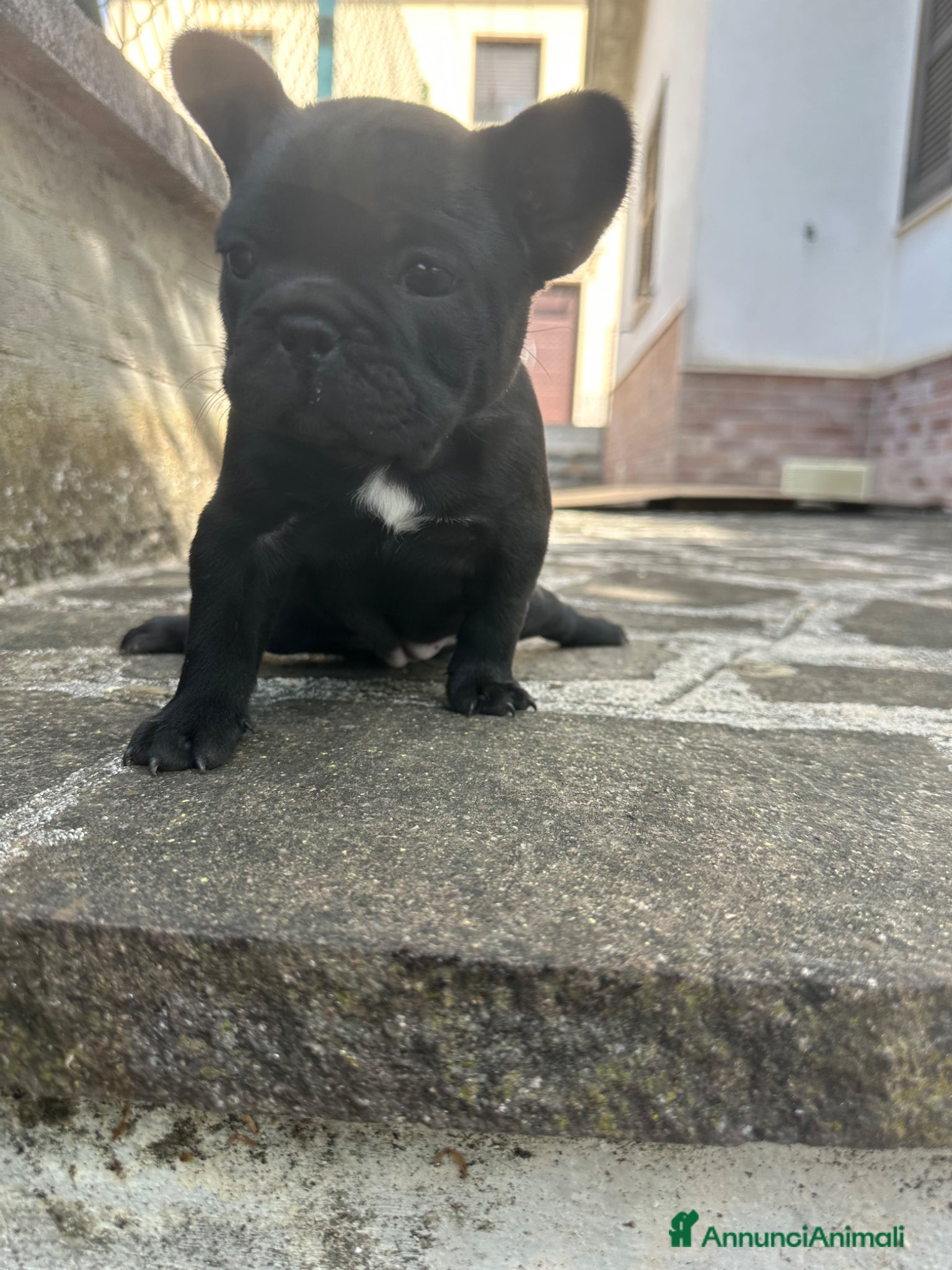 Bulldog Francese cani in vendita: bulldog francese blue occhi celesti, merlè, 2 nere - Annuncio 31