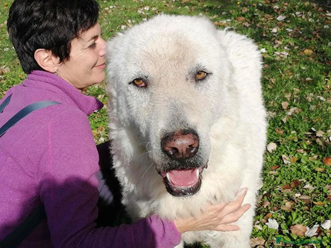 Meticcio cani in regalo: IL DOLCE TIBERIO CERCA ADOZIONE A DISTANZA - Annuncio 2