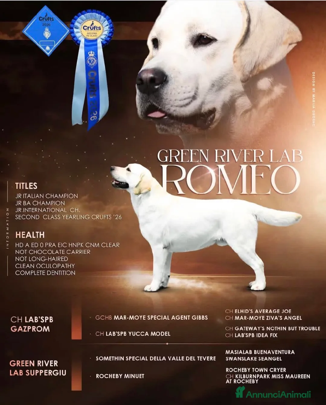 Labrador cani in vendita: Cuccioli Labrador biondi con pedigree  - Annuncio 2