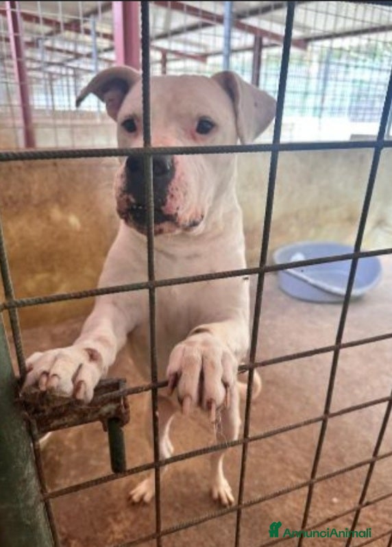 Dogo Argentino cani Dogo x anni in box..poi adozione non buona TRENTO a Città metropolitana di Milano - Annuncio 2