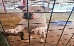 Dogo Argentino cani in regalo: Dogo x anni in box..poi adozione non buona TRENTO a Città metropolitana di Milano - Immagine 1