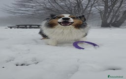 Australian Shepherd cani per accoppiamento: X Monta - Pastore Australiano Blue Merle Pedigree - Immagine 11