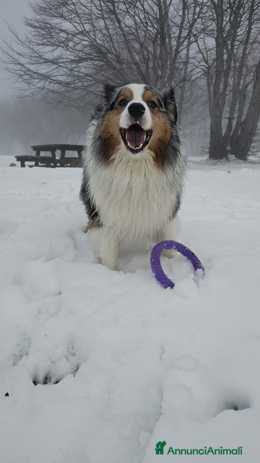 Australian Shepherd cani per accoppiamento: X Monta - Pastore Australiano Blue Merle Pedigree - Immagine 11