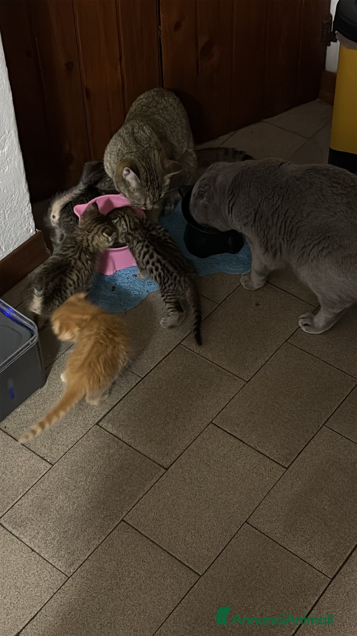 Scottish gatti Scottish fold e straight  - Annuncio 1