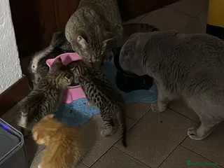 Scottish gatti Scottish fold e straight - Annuncio 1