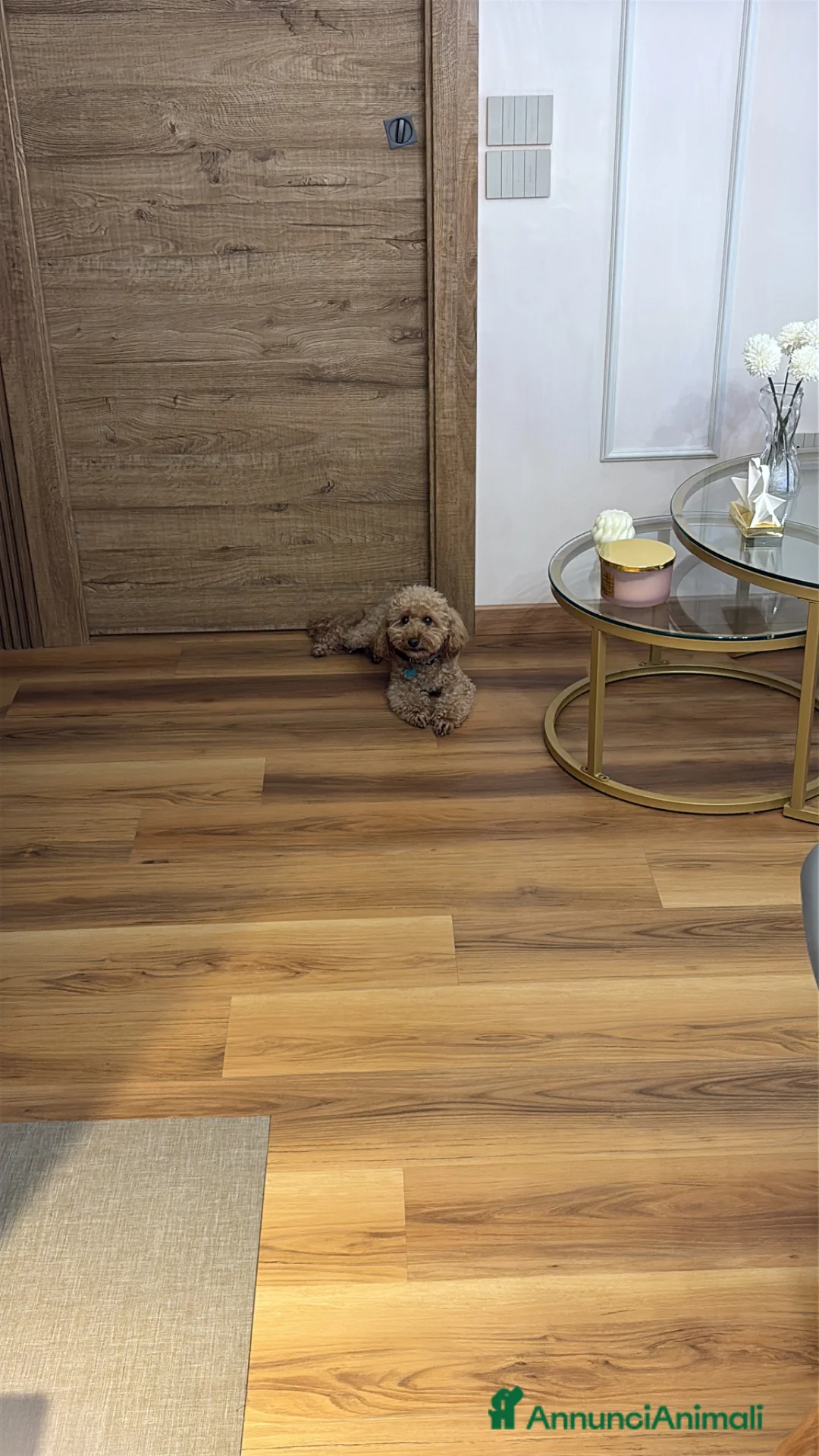 Barboncino Toy cani in regalo: Regalo barboncino  a Provincia di Salerno - Annuncio 5