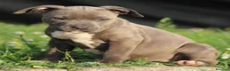 Pitbull cani in vendita: Cuccioli Pit Bull con Pedigree anche a rate  - Annuncio 13