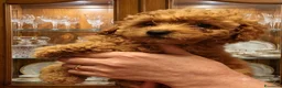 Barbone cani in vendita: barboncina - Annuncio 4