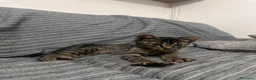 Altre razze gatti in regalo: Regalo gatto randaggio  a Città Metropolitana di Bologna - Annuncio 3