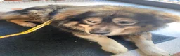 Pastore dei Carpazi cani in regalo: Max, gigante buono - Annuncio 7
