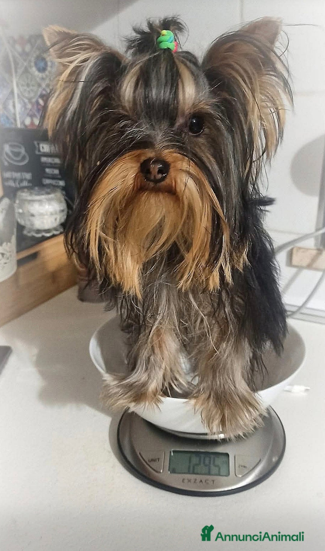 Yorkshire cani in vendita: Yorkshire toy - Annuncio 2