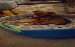 Chihuahua cani in vendita: Cucciolo femmina di 6 mesi - Immagine 2