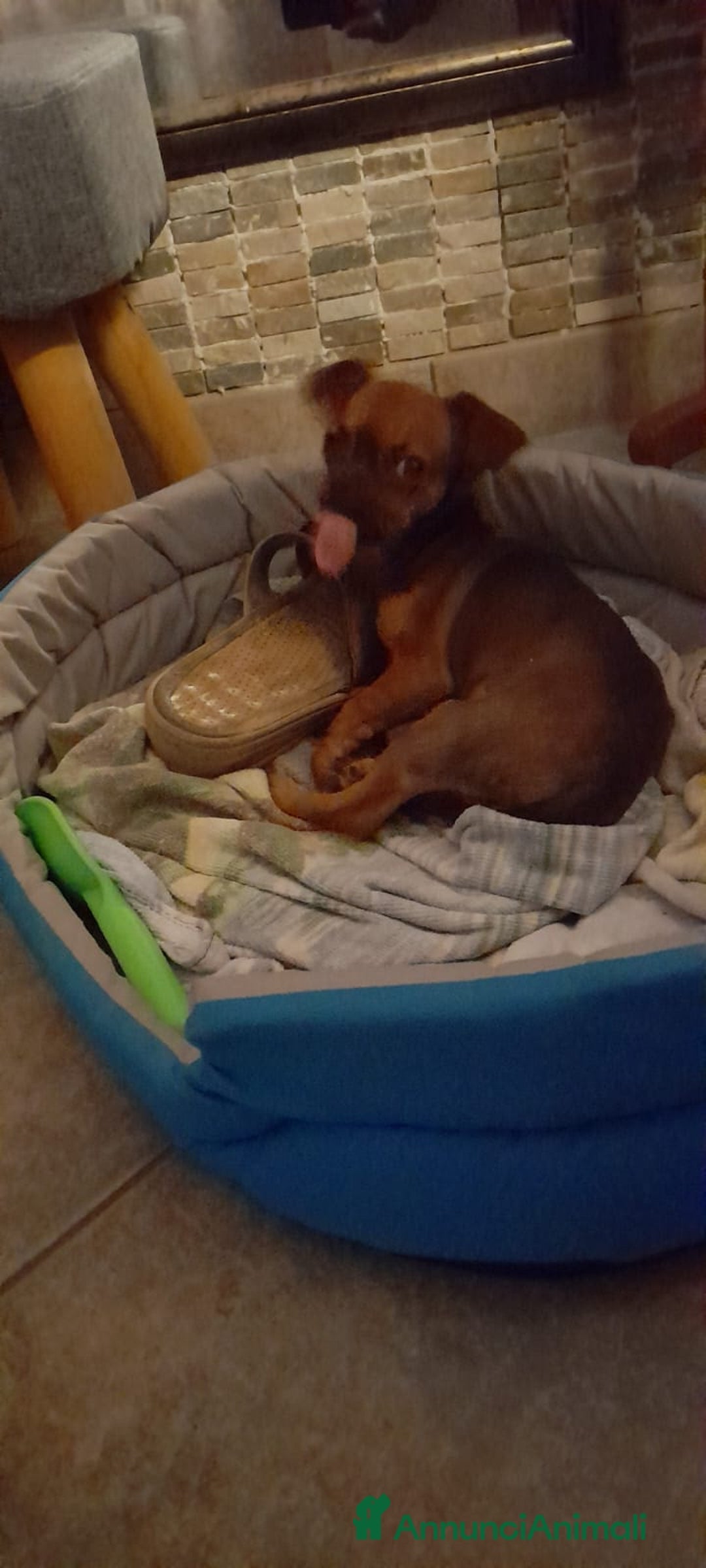 Chihuahua cani in vendita: Cucciolo femmina di 6 mesi - Immagine 2