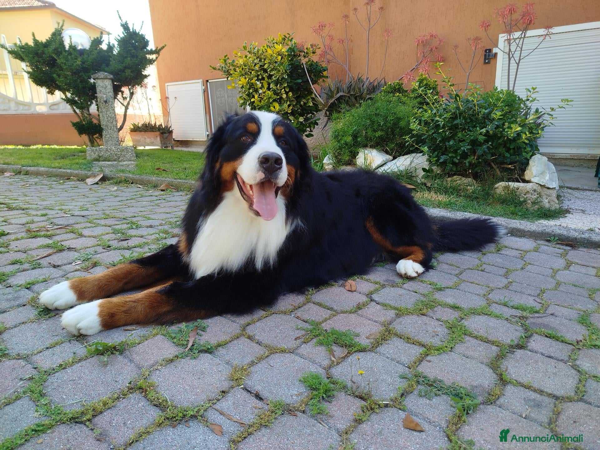Bovaro del Bernese cani DISPONIBILE PER MONTA – BOVARO DEL BERNESE – ARGO - Annuncio 6