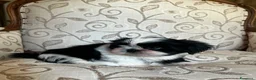Shih Tzu cani in vendita: Cuccioli Shih Tzu pronti a settembre! - Annuncio 11