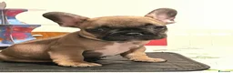 Bulldog Francese cani in vendita: Cuccioli di Bulldog francese - Annuncio 18