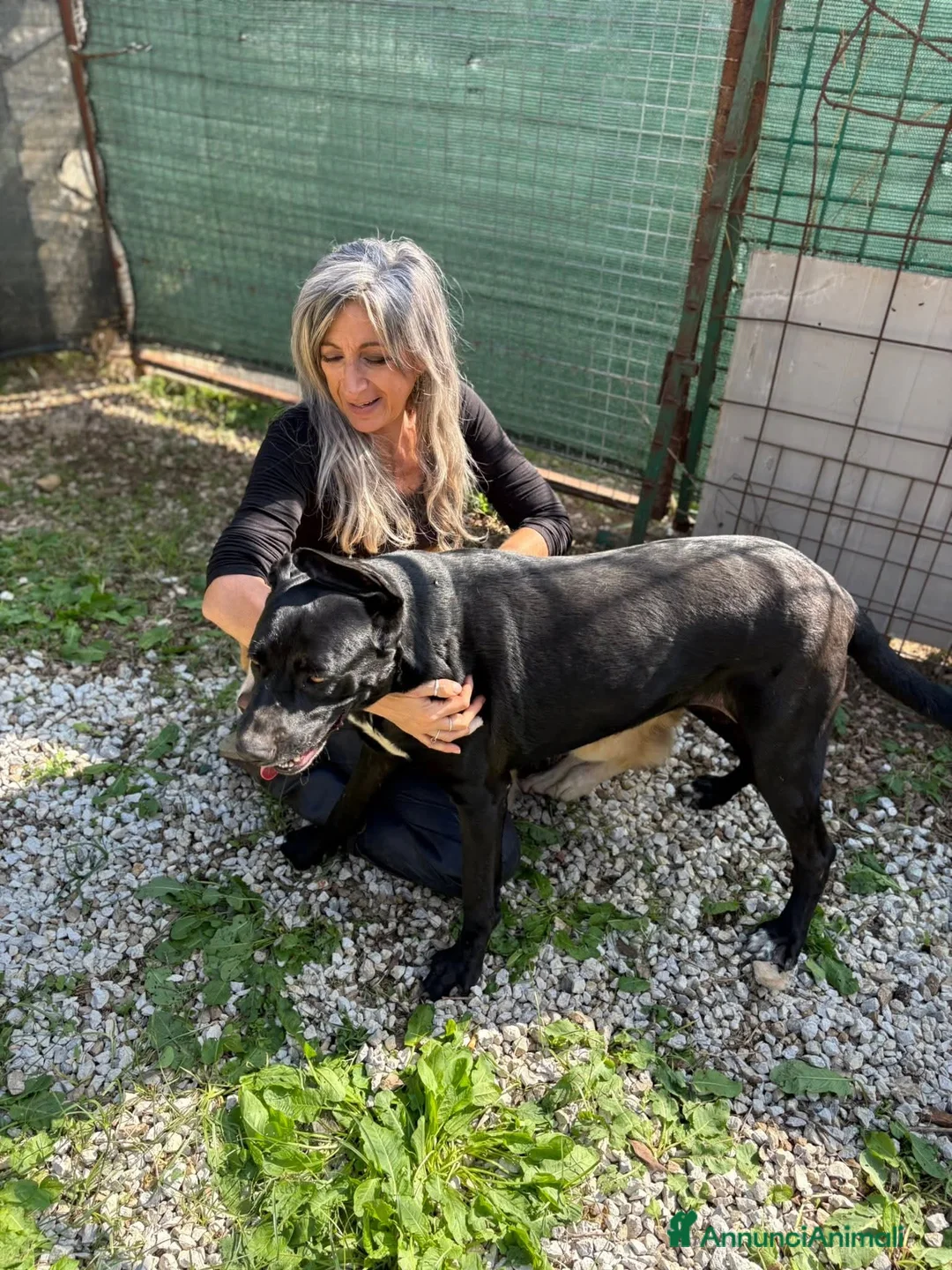 Meticcio cani in regalo: Olimpia, 2 anni, bella e buona  - Annuncio 11