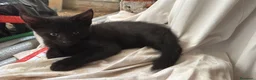 Meticcio gatti in vendita: Maschetto nero mix MaineCoon  a Città Metropolitana di Torino - Annuncio 4