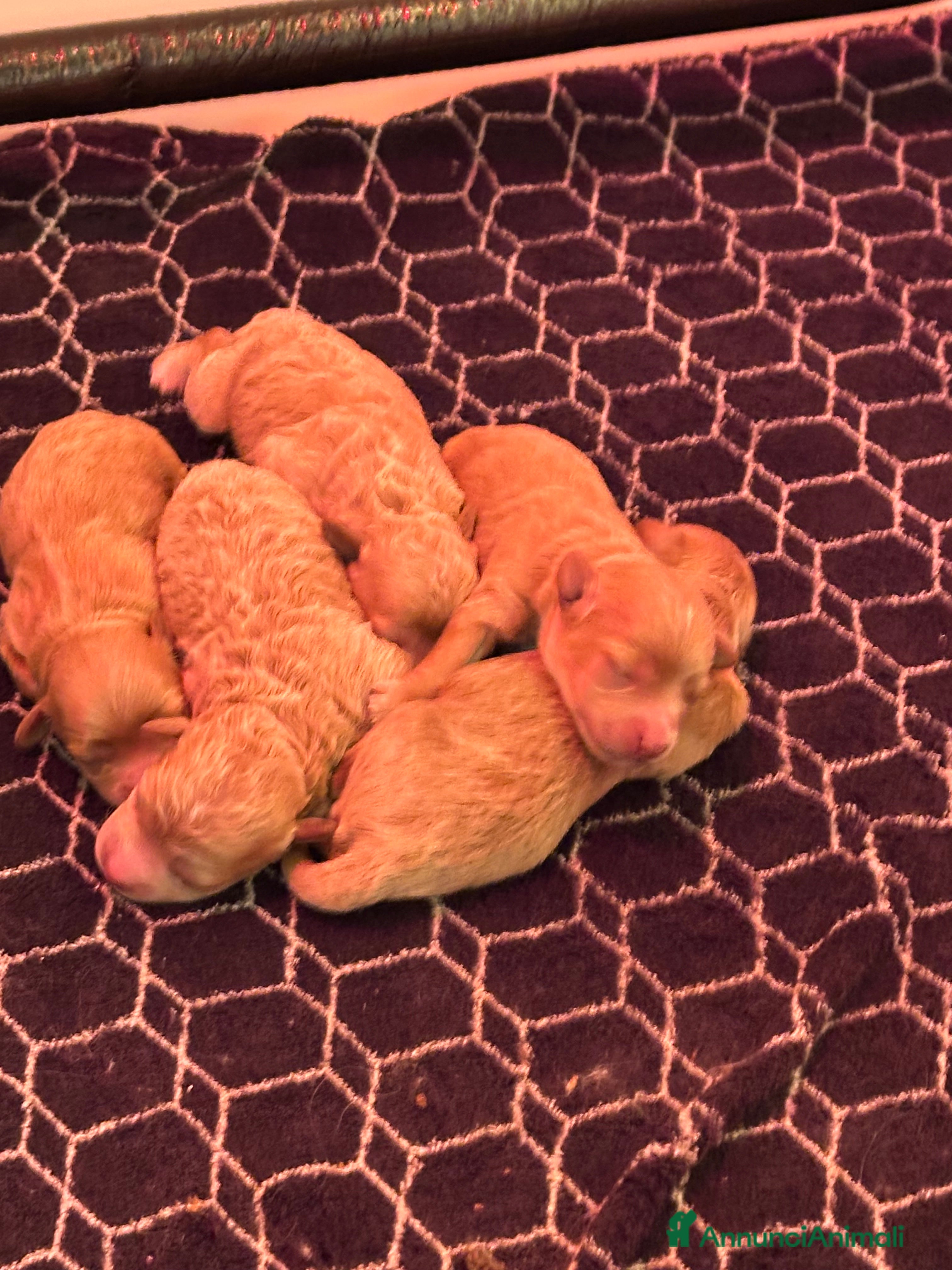 Maltipoo cani Maltipoo - Annuncio 3