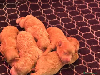 Maltipoo cani Maltipoo - Annuncio 3