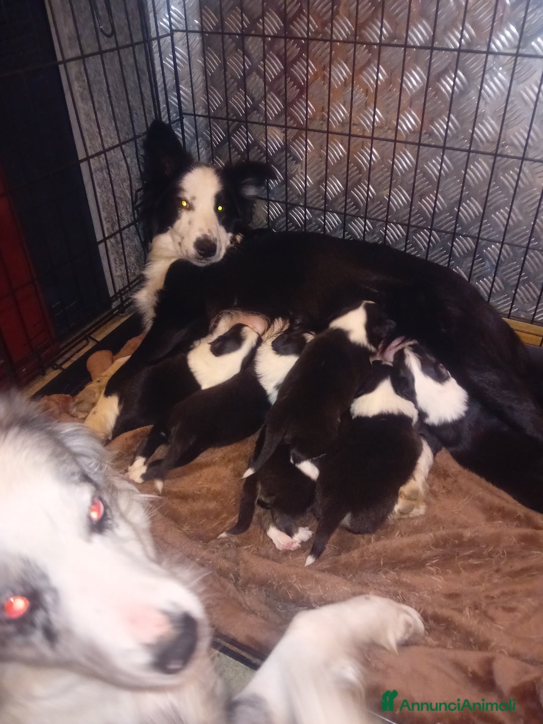 Border Collie cani in vendita: Cuccioli di border collie - Annuncio 5