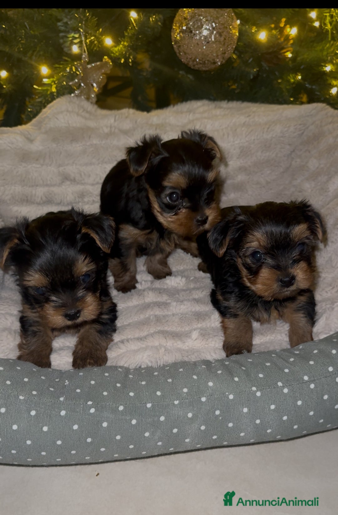 Yorkshire cani in vendita: Yorkshire – Cucciolata Casalinga con Pedigree  - Annuncio 3