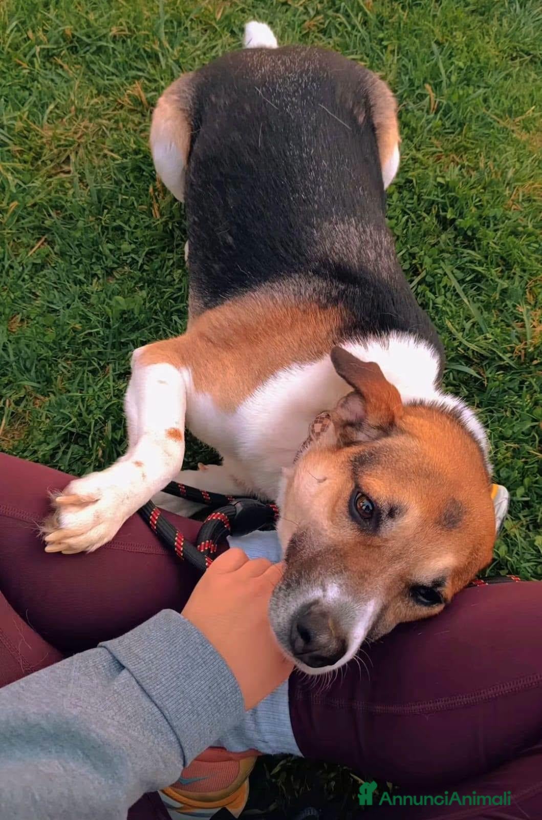 Meticcio cani Meravigliosa Lilù  - Annuncio 1