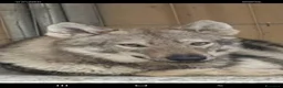 Meticcio cani in vendita: Lupo Cecoslovacco x lupo di Saarloos  - Annuncio 7
